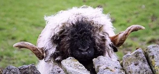 the lost sheep diaries